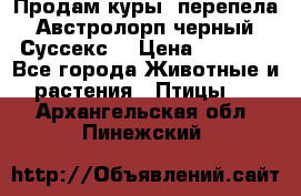 Продам куры, перепела. Австролорп черный. Суссекс. › Цена ­ 1 500 - Все города Животные и растения » Птицы   . Архангельская обл.,Пинежский 